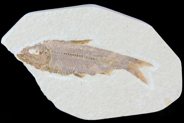 Knightia Fossil Fish - Wyoming #81463